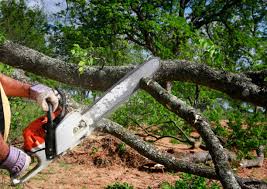 Best Stump Grinding and Removal  in Balch Springs, TX