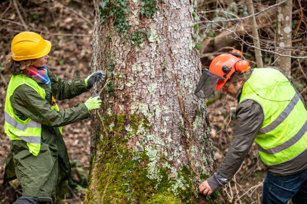 Best Tree Disease Treatment  in Balch Springs, TX