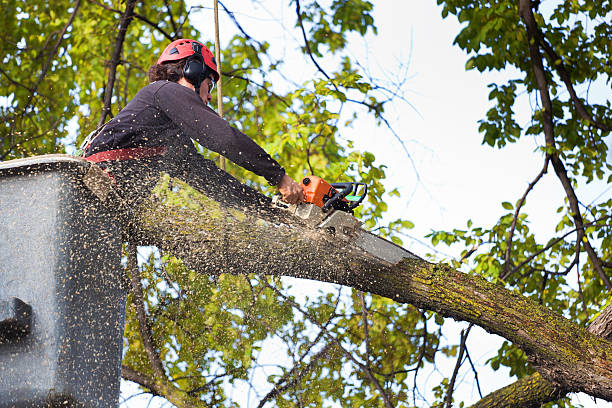 Best Emergency Tree Removal  in Balch Springs, TX